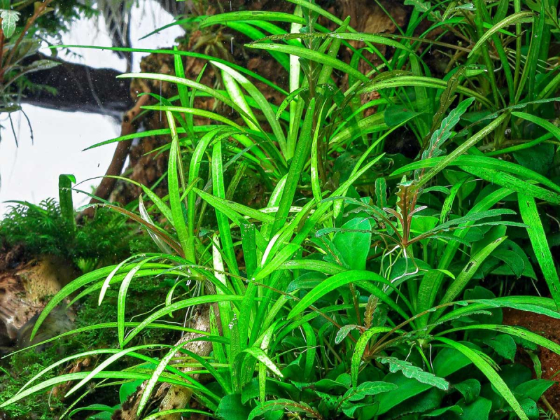 Zwergschwertpflanze - Helanthium tenellum ´Broad leaf´ in vitro